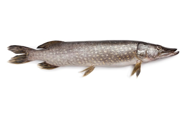 Single fresh raw Northern pike fish on white background