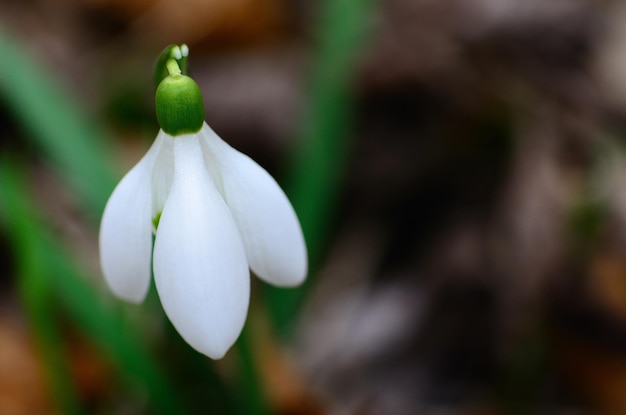 Single fresh snowdrop