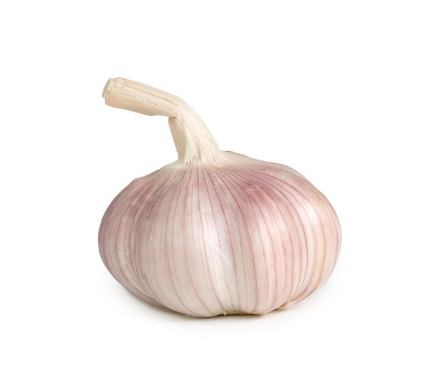 Single fresh white garlic bulb isolated on white background with clipping path Thai herb is great for healing several severe diseases heart attact Hyperlipidemia or Dyslipidemia close up photo