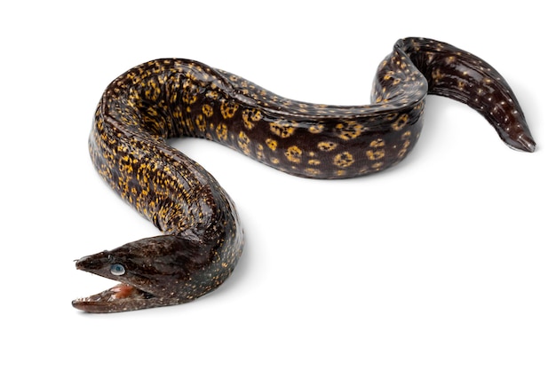 Single fresh whole raw Moray eel Muraenidae on white background