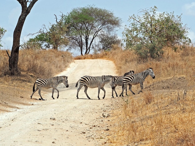 Foto una sola giraffa alla ricerca di cibo durante la catastrofica siccità causata dai cambiamenti climatici
