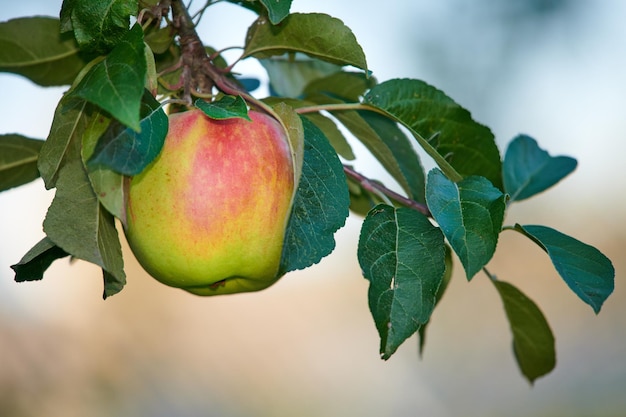 A single green apple growing and hanging on a tree branch in a sustainable farm outdoors with copy space Ripe and juicy fruit cultivated for harvest Fresh and organic produce growing in an orchard