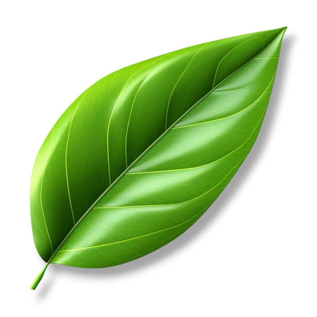 a single green leaf in the style of white background