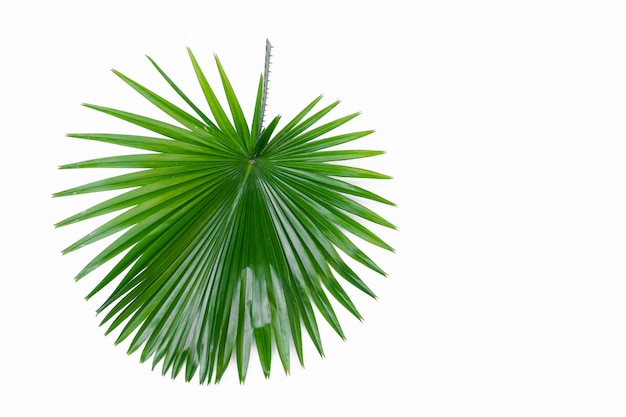 Single green palm leaf close up isolated on white