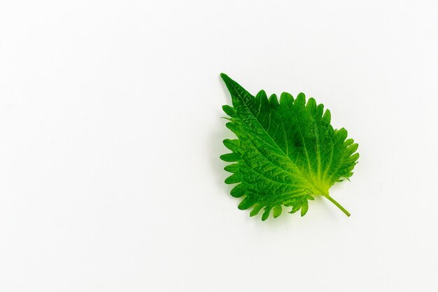 A single green perilla leaf on a white background with copy space on the left