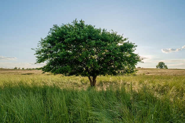 Singolo albero verde nel paesaggio di giorno soleggiato del campo di erba