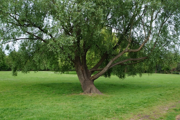 Single green tree in park