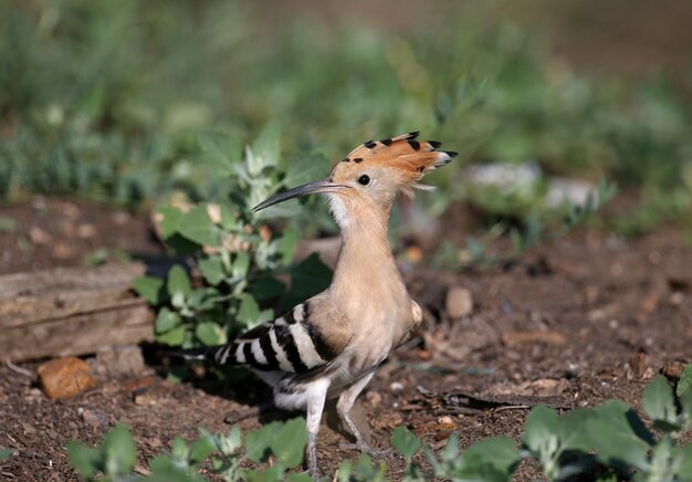 놀라운 유라시아 후투티 새 (Upupa epops)의 싱글 및 그룹 샷. 새들은 자연 서식지에서 부드러운 아침 햇살에 쐈어.