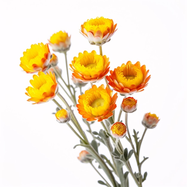 A single Helichrysum splendens is displayed against a blank canvas