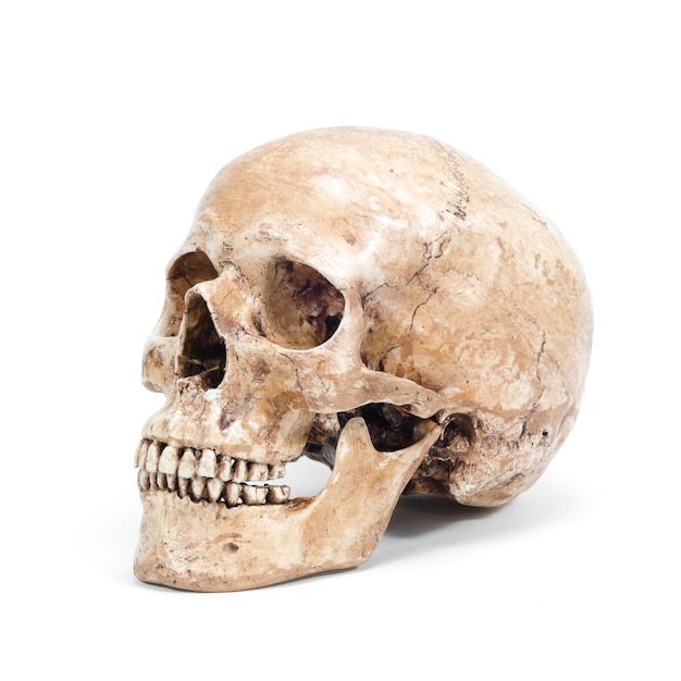 Single human skull isolated on white background