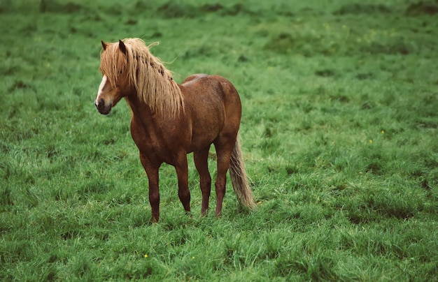 Single icelandic horse