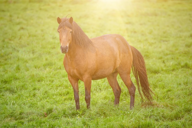 単一のアイスランド馬