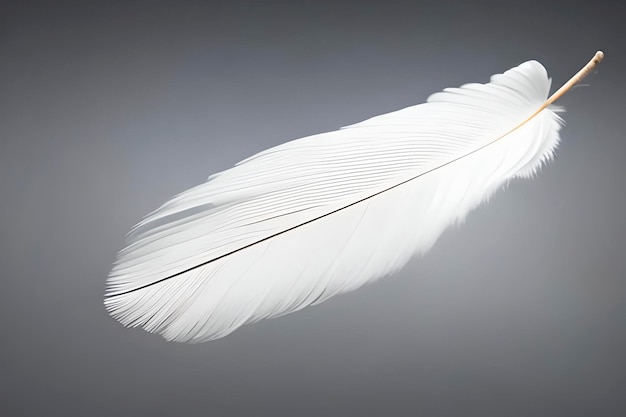 A single isolated white feather