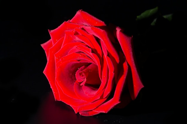 Single large beautiful red rose with raindrops on a black background