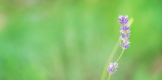 緑の自然な背景に単一のラベンダーの花。スペースをコピーします。