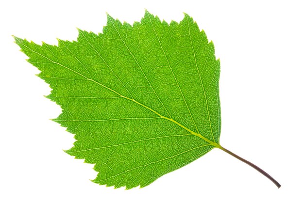 Foto una singola foglia di betulla isolata su uno sfondo bianco