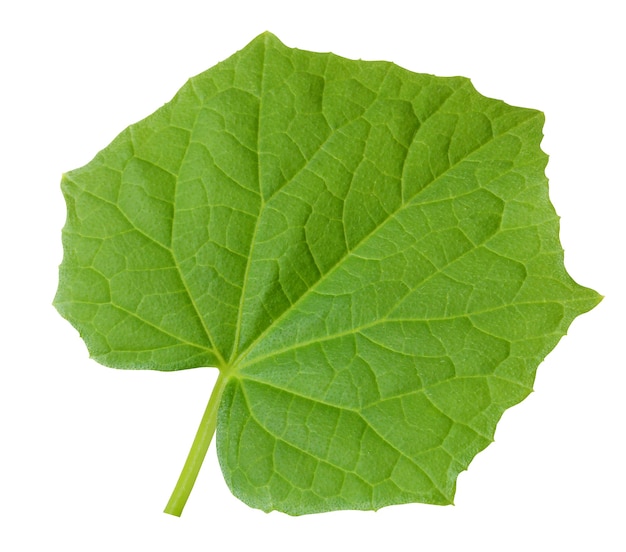 Single leaf of cucumber isolated