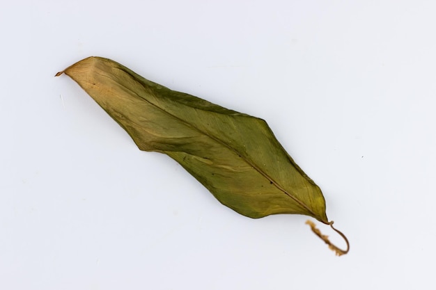 Photo a single leaf of a houseflower on a white background isolate dried leaves of dieffenbachia