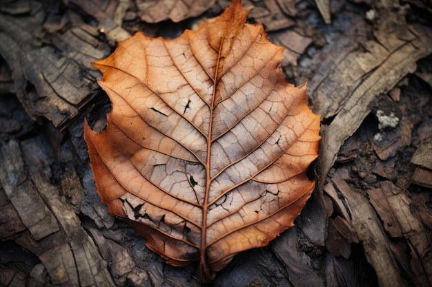 A single leaf rests peacefully on the ground surrounded by the serene and tranquil ambiance of the woods The brittle and splintered texture of a fallen leaf AI Generated