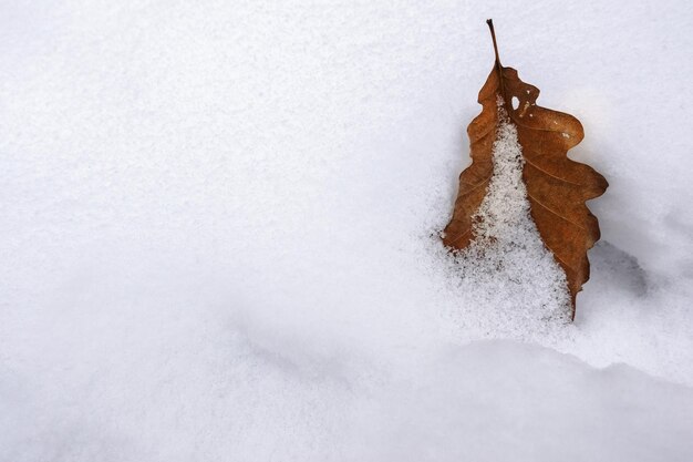 Single leaf in white fresh snow in the winter