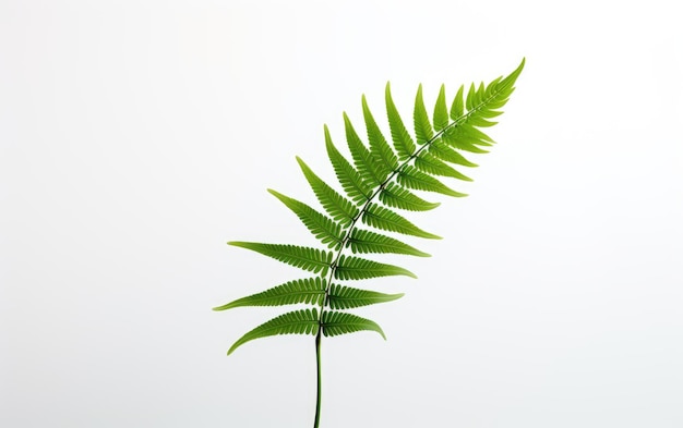 Single Leave of Cute Fern Plant Isolated on White Background