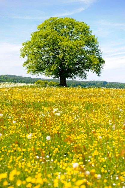 Photo single linden tree in meadow at spring