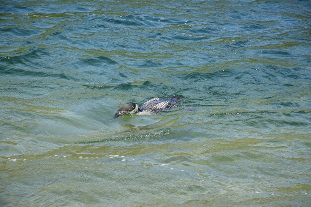 Single loon in the middle of diving into the water