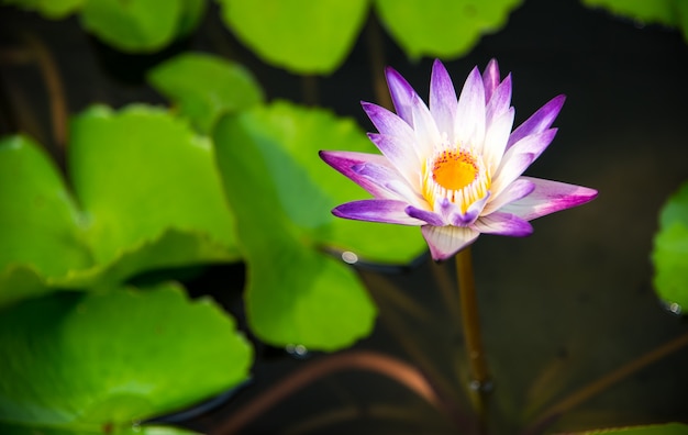 Single lotus on basin