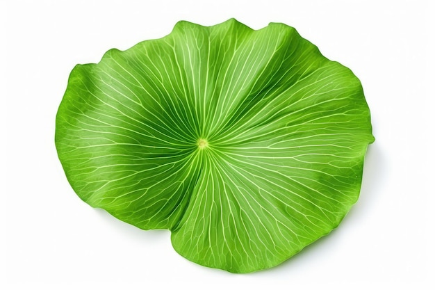Single lotus leaf isolated with paths