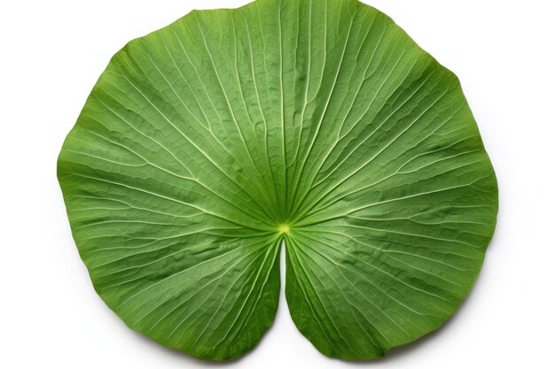 Single lotus leaf isolated with paths