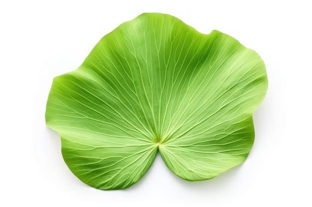 Single lotus leaf isolated with paths