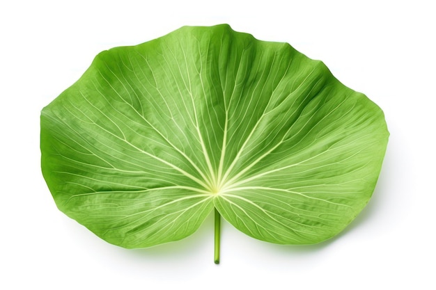 Single lotus leaf isolated with paths