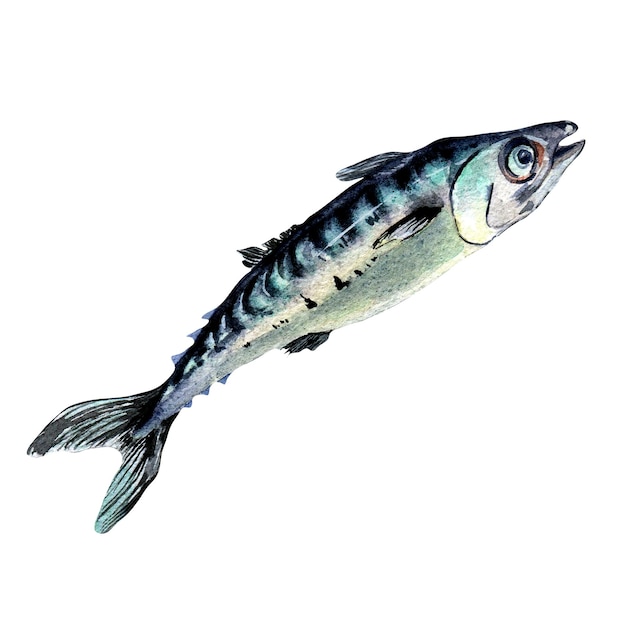 Single mackerel watercolor illustration isolated on white background