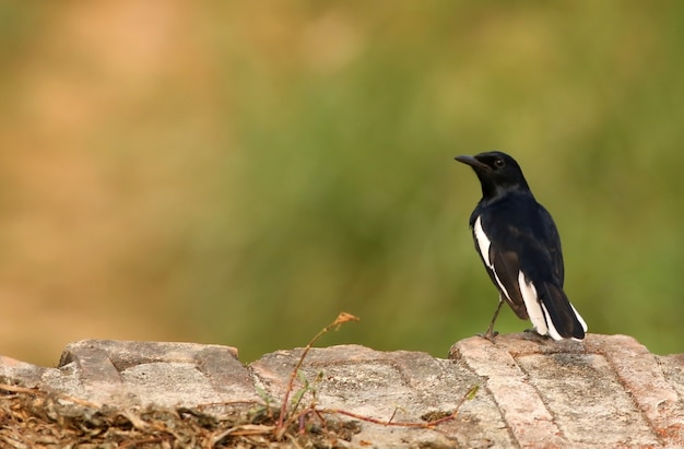 Single Magpie robin standing outdoor