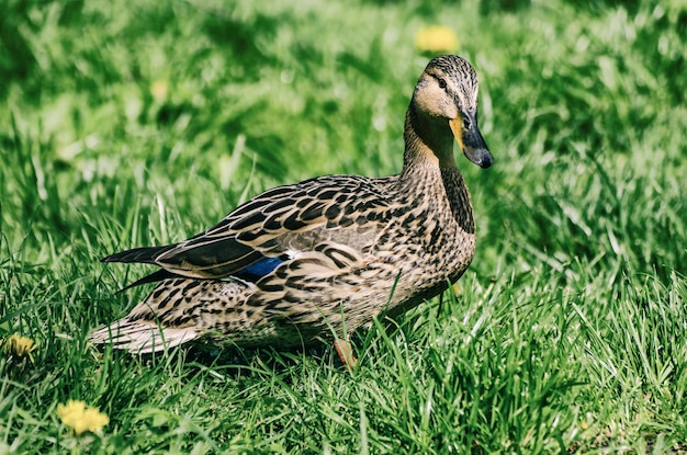 Single Mallard brown duck in the green spring grass