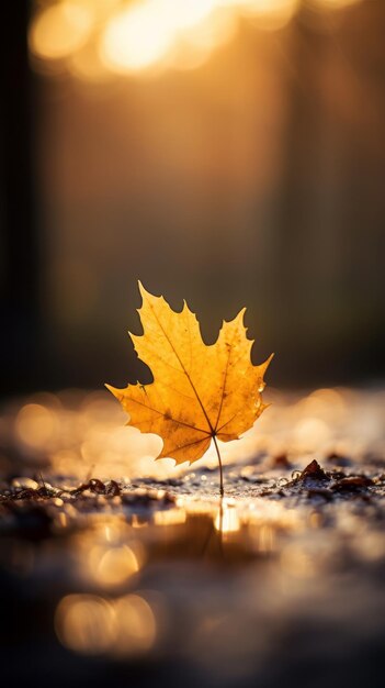 A single maple leaf sits on the ground at sunset