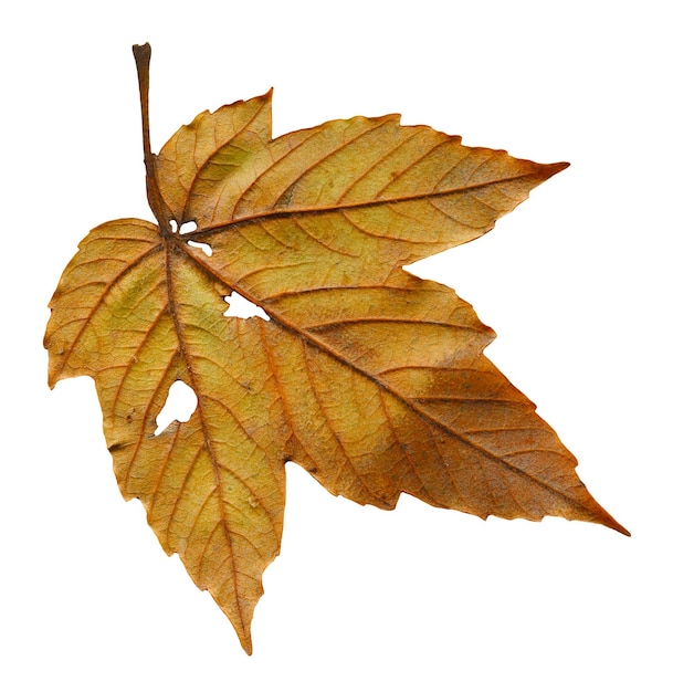 Single maple pressed leaf isolated on white background