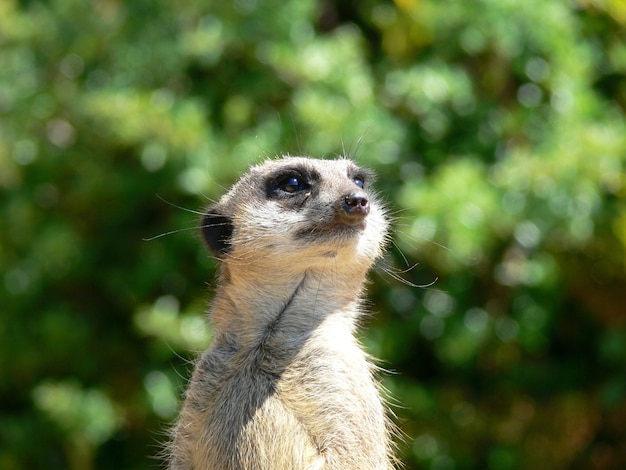 A single meerkat lookout