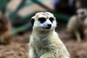 Premium Photo | Single meerkat sitting for watching the dangerous thing Premium Photo | Single meerkat sitting for watching the dangerous thing