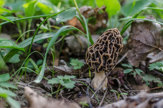 Single morel in forest