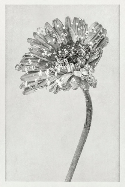 Foto poster di arte della parete del fiore di gerbera in fiore singolo naturale