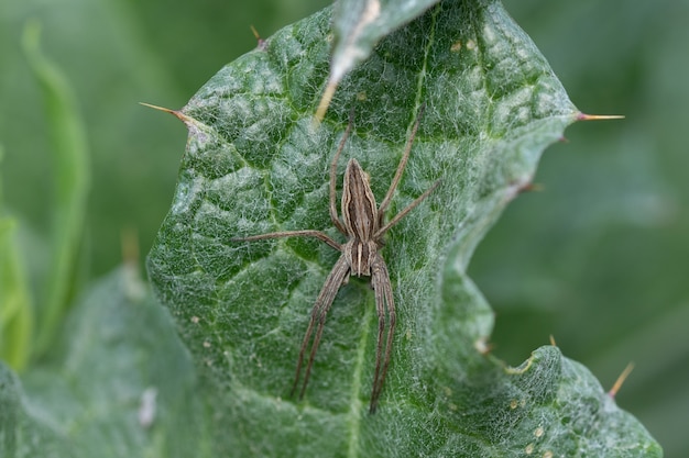 Фото Одиночный питомник паука на зеленом листе