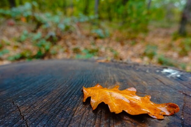 Singola foglia di quercia su un tronco d'albero tagliato nella foresta