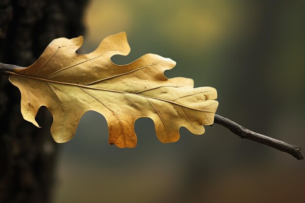 전체 색 배경에 고립 된 단 하나의 오크 잎 현실적인 사진 촬영 캐논 EOS D