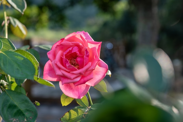 Una singola rosa rossa aperta su uno sfondo semplice