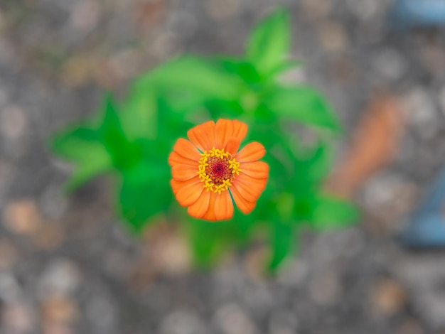 一輪のオレンジ色のガーベラの花の写真撮影 木々の庭で上から浅い被写界深度