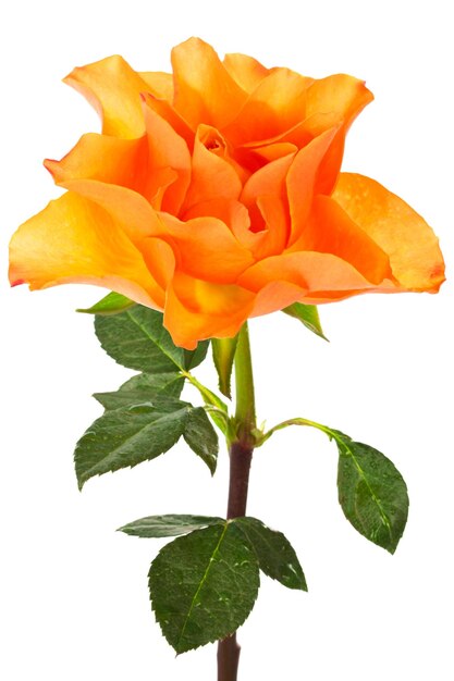 Photo single orange rose