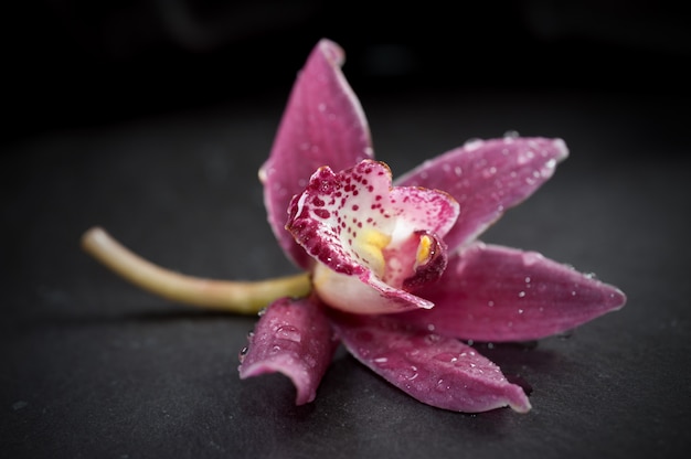 Single orchid flower 