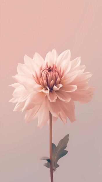 Single pale pink flower isolated on cream colored light pastel pink background Minimalistic floral background in tender paslet colors Vertical floral banner copy space Generative AI