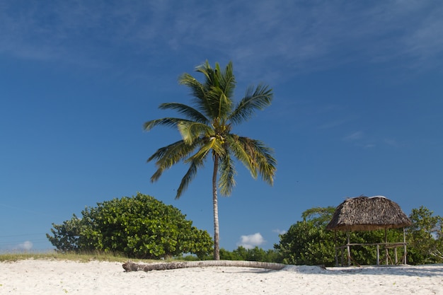 Single palm tree on beach landscape 